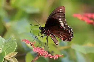 B. p. polydamas, Southern Amazon, Brazil