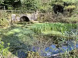 a pool covered with plants, there is a stone arch in the background