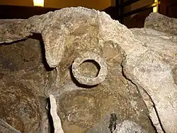 Extinct hadrosaur Prosaurolophus.