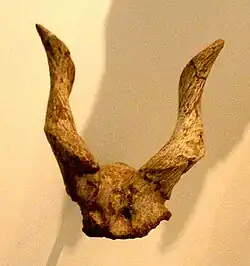 Fossil of Protostrepsiceros