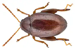 Psylliodes luteolus