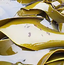 Growing D. poha at Akatore Beach, Otago