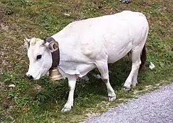 A white cow with a bell on her neck