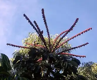 Rainbow lorikeets feeding on umbrella tree