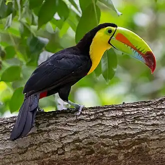 R. s. brevicarinatus in Cerro Ancon Reserve, Panama