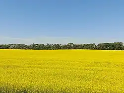 Canola in bloom
