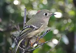 A small greenish-gray bird with a prominent eye-ring perches on a branch.