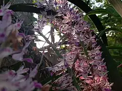 New fruits of Rhynchostylis retusa