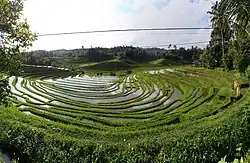 Rice terraces in Pupuan