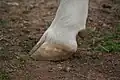 Cattle hooves