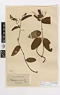 Herbarium specimen