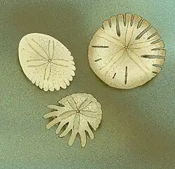 Drawings of Rotuloidea, Rotula, Heliophora