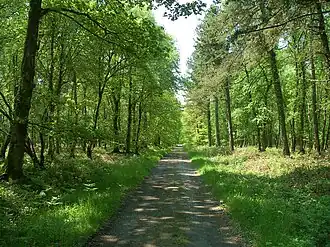 Chênesse forest road