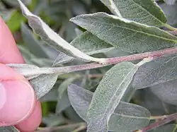 View showing twig and leaf petioles