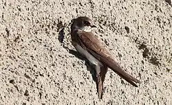 Sand martin, Getterön, Varberg