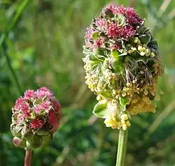 Salad burnet