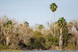 Wetlands with Texas sabal palms (Sabal mexicana), Santa Ana National Wildlife Refuge