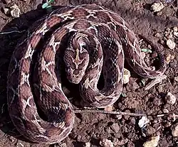 The image depicts Echis carinatus, a viper snake, laying on a field of dirt in India.