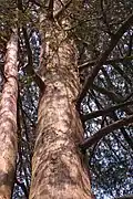 Central trunk of a tree