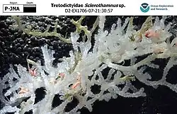 Sclerothamnus specimen photographed by NOAA's Deep Discoverer ROV at Johnston atoll