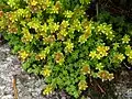 Alpine stonecrop [fr].