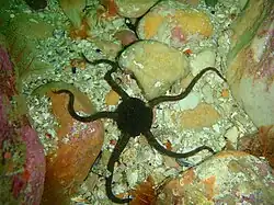 Ophioderma wahlbergi