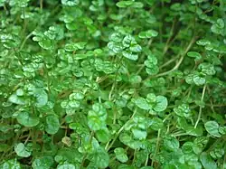 Foliage of Soleirolia soleirolii