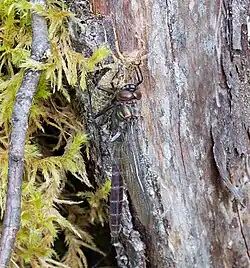 Male Somatochlora albicincta emerging from the nymph stage