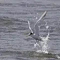 S. a. sinensis in flight, Tokyo Bay, Japan