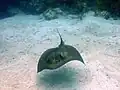 Stingray on French Reef