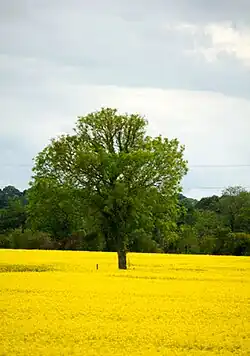 Field of rape near Dunboyne