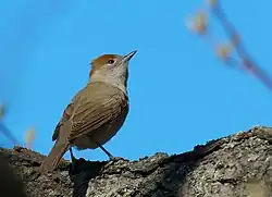 Eurasian blackcap (female), Slottsskogen, Gothenburg