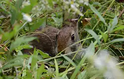 New England cottontail, vulnerable