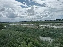 Lahar-filled riverbed overgrown with weeds, in Tarlac City