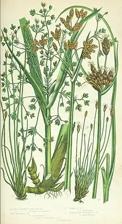 An illustration of tall, slender grass-like plants with various wheat-like seed growths at the end of the stalks