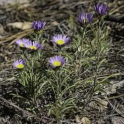 A plant with several stems, largely growing straight upwards from the base of the plant. Each stem is topped with a single daisy-like flower head with purple ray flowers around the edge and a tightly packed center of yellow disk flowers. Its leaves are narrow and it is growing from a forest floor lightly cover in long pine needles.
