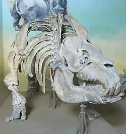 Mount at Museo de La Plata, Argentina