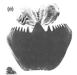Transverse and paired longitudinal lingual laminae of Lampetra fluviatilis
