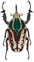 Mecynorhina ugandensis var. kuntzeni Tesař