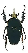 Mecynorhina ugandensis melanic form