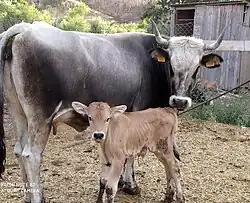 a grey cow with wheat-coloured calf