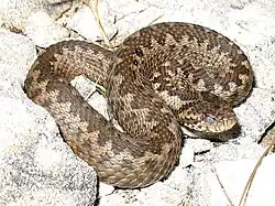 A viper, Vipera ursinii