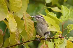 A small bird with a striped face hides amongst leaves.