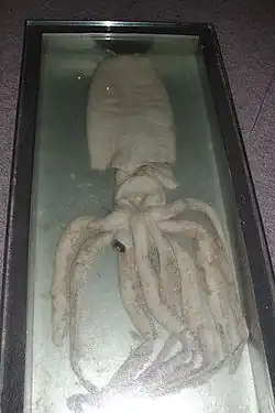 #260 (?/9/1982) Giant squid at the Naturalis Biodiversity Center in Leiden, the Netherlands