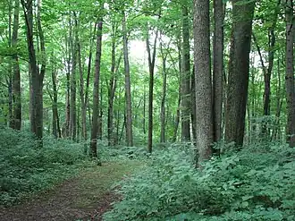 A path through a green forest with many shrubs