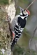 White-backed woodpecker.