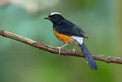 Black bird with orange belly and white stripe on head