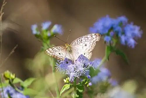 White peacock (Anartia jatrophae), Santa Ana NWR