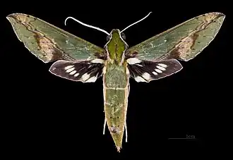 Female Xylophanes chiron nechus