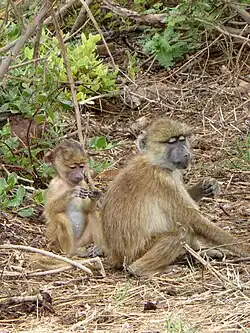 Two baboons sitting next to each other